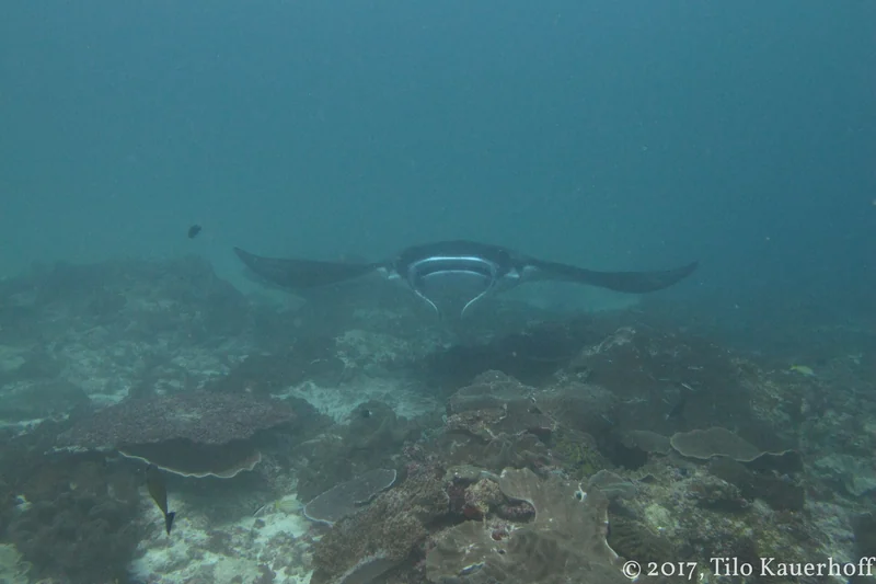 A manta ray approaching snorkellers at Manta Point off Nusa Penida, Bali