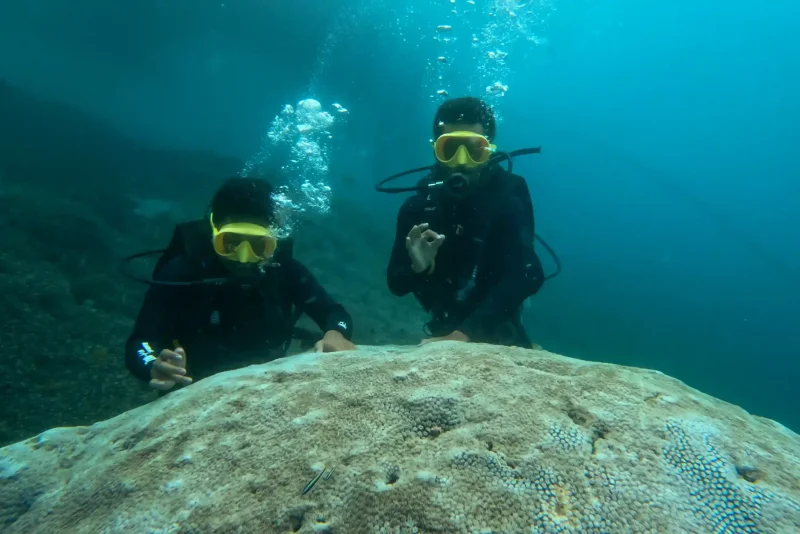 Two scuba divers over a coral reef